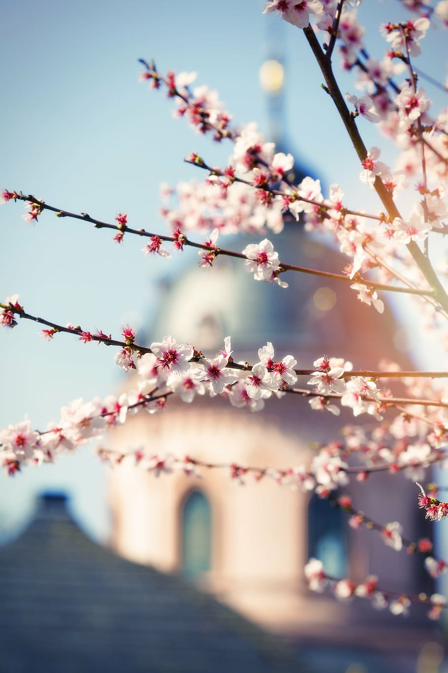 magnolia, tree, bush, spring, blossom, bloom, nature, pink HD wallpaper