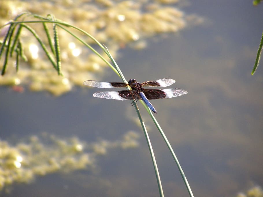 dragonfly, bug, insect, nature, wing, summer, blue, colorful HD wallpaper