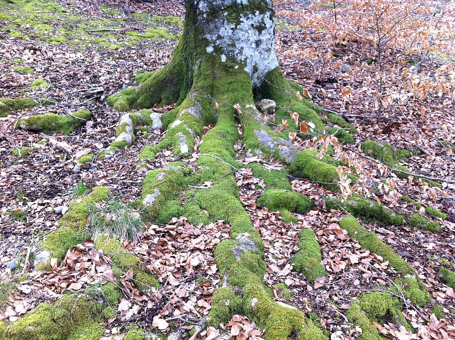 moss, roots, green, forest, plant, tree, nature, land, no people HD wallpaper