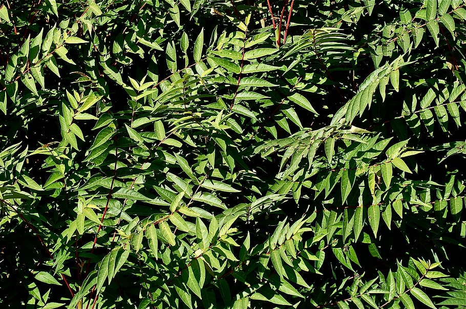 leaves, green, vegetable, tree, grass, backwards, texture, plant HD wallpaper