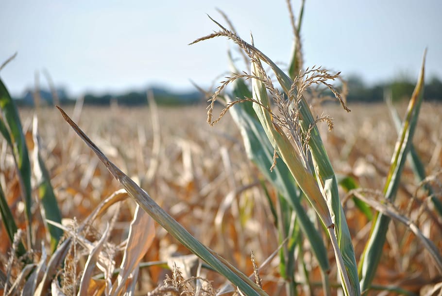 corn, summer, field, harvest, plant, drought, dry, yellow, food HD wallpaper
