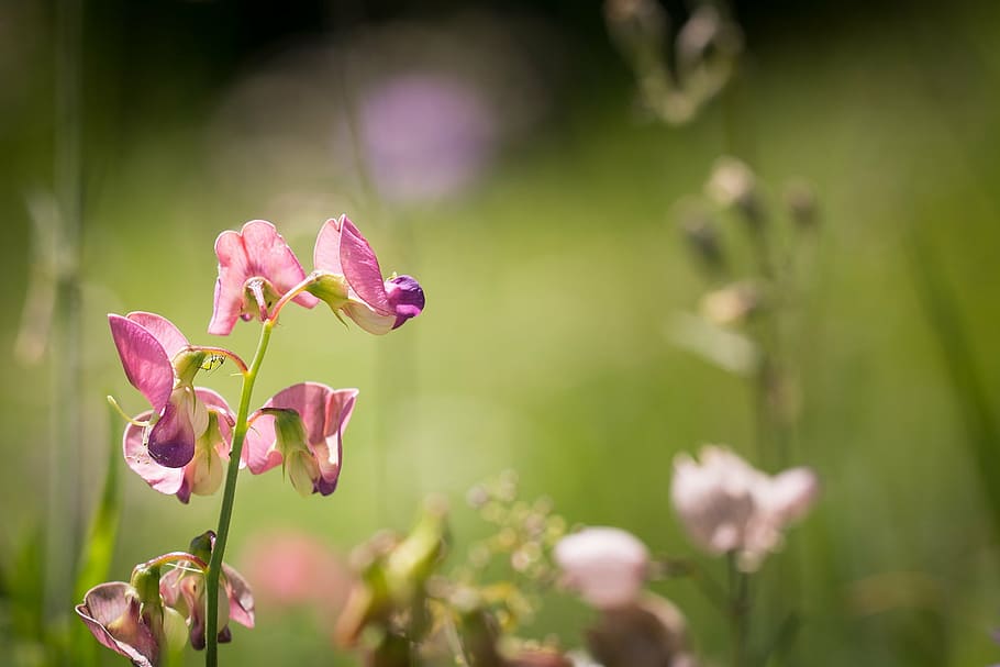 tuberous lathyrus, lathyrus tuberosus, pointed flower, flowers, HD wallpaper