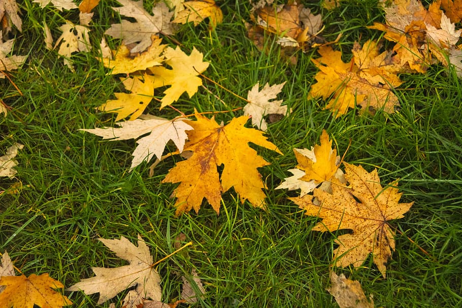 fall, leaves, brown, yellow, autumn, change, leaf, plant part HD wallpaper