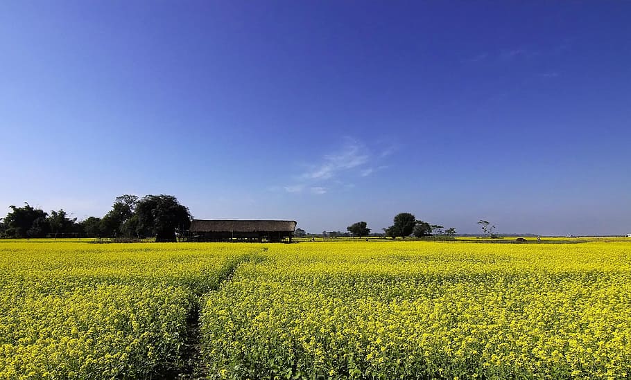 Mustard, Farming, Cultivation, Yellow, blue, landscape, agriculture, HD wallpaper