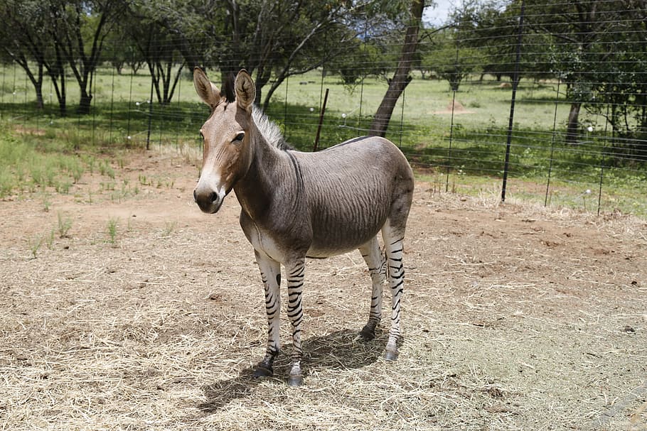 HD wallpaper: Zonkey, Zebra, Donkey, Stripes, Mammal, exotic, different ...