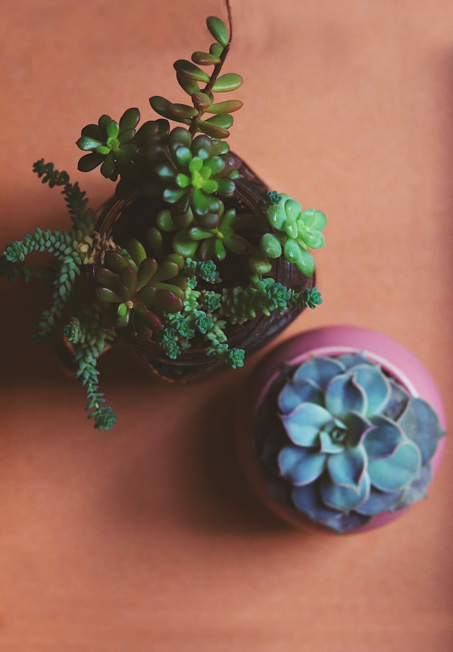 two green and blue succulent flowers, two succulent plants on brown surface HD wallpaper