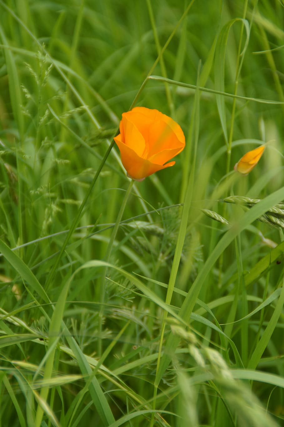 blossom, bloom, flower, bright, grass, meadow, orange, splash of color HD wallpaper