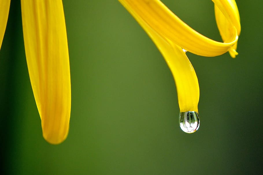 macro photo of yellow flower with water dew, raindrop, wet HD wallpaper