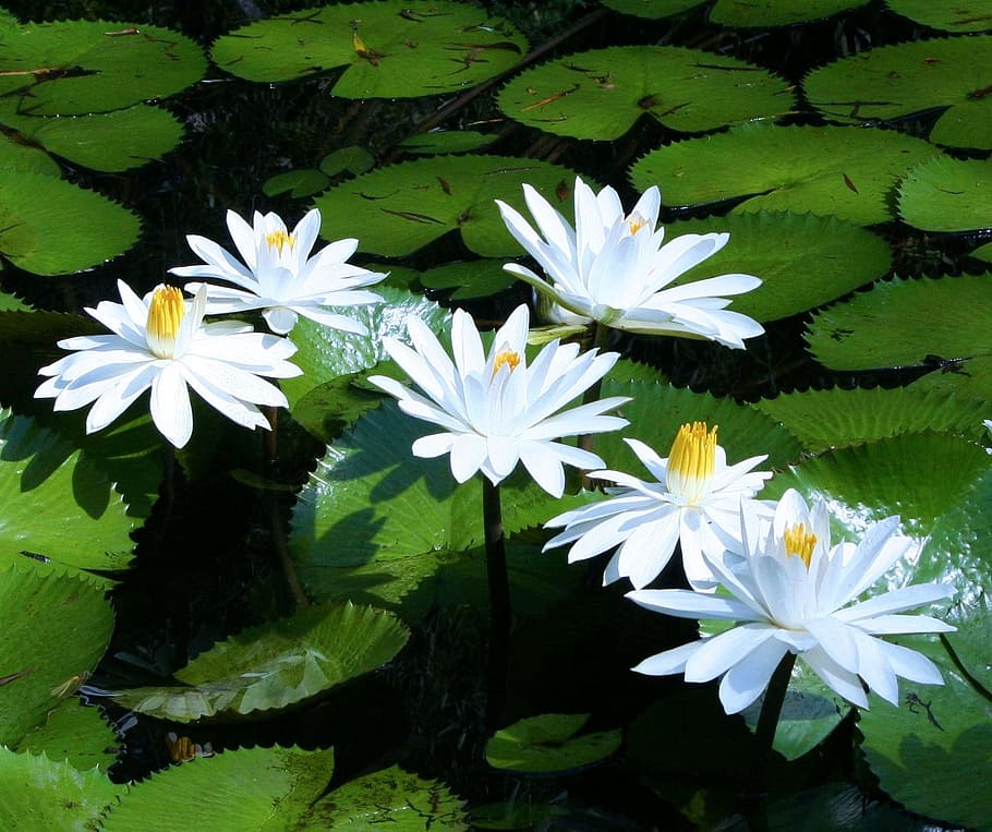 HD wallpaper: selective focus photography of white water lilies, Water ...