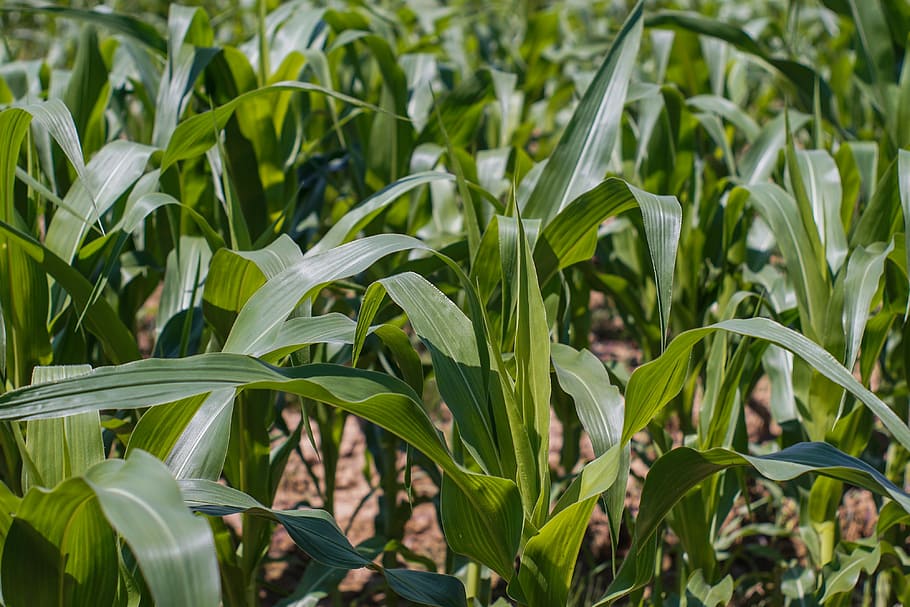 Corn, Field, Foliage, Agriculture, green, farm, growing corn HD wallpaper