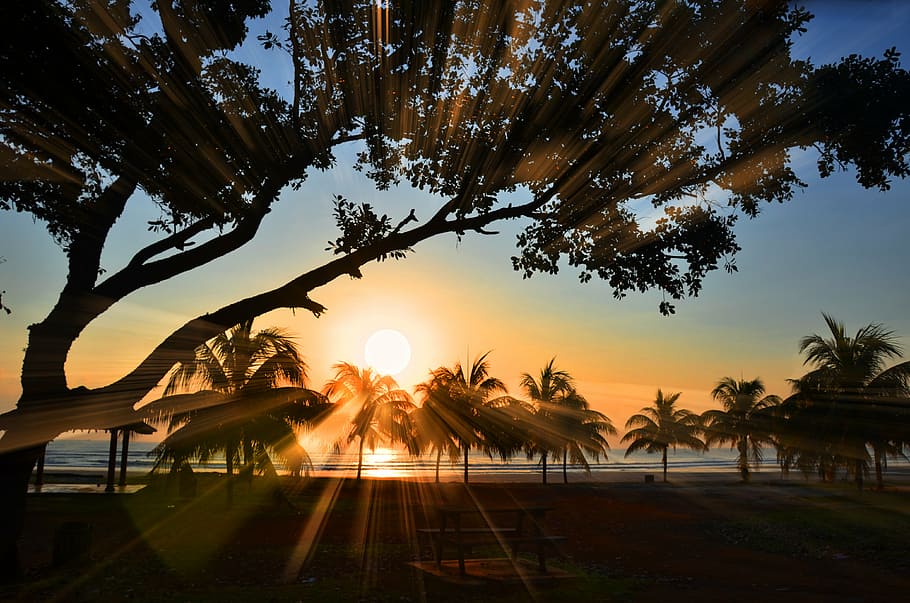 beach, beash, dawn, dusk, nature, ocean, palm trees, scenic HD wallpaper