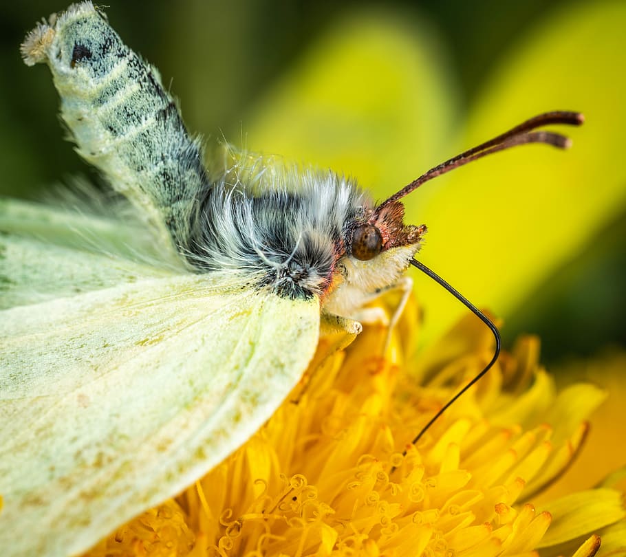 insect, macro, butterfly, dandelion, animal wildlife, invertebrate HD wallpaper