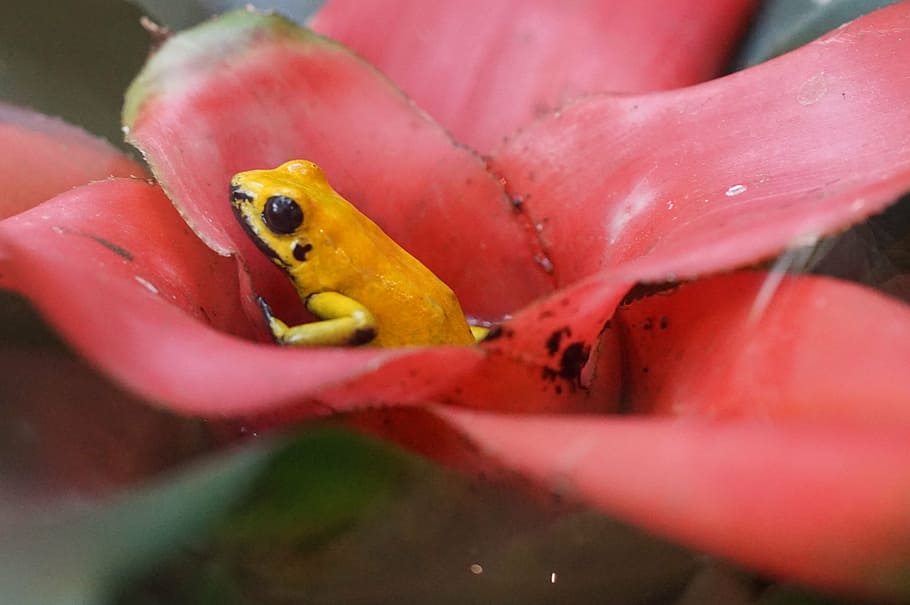 poison frog, small, rainforest, animal, animal themes, animal wildlife HD wallpaper