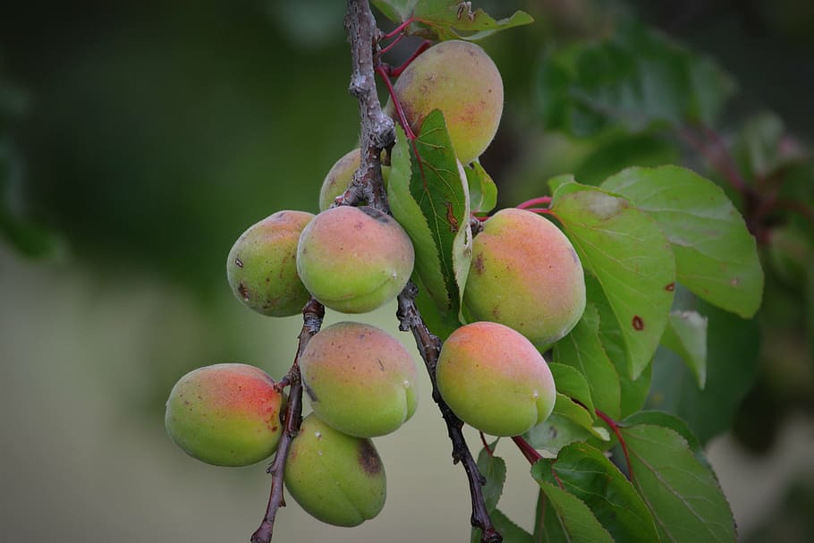 apricots, fruit, nature, healthy eating, food and drink, freshness HD wallpaper