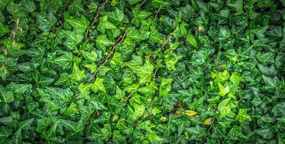 closeup photo of green leaf vines, ivy, the leaves, plants, hwalyeob
