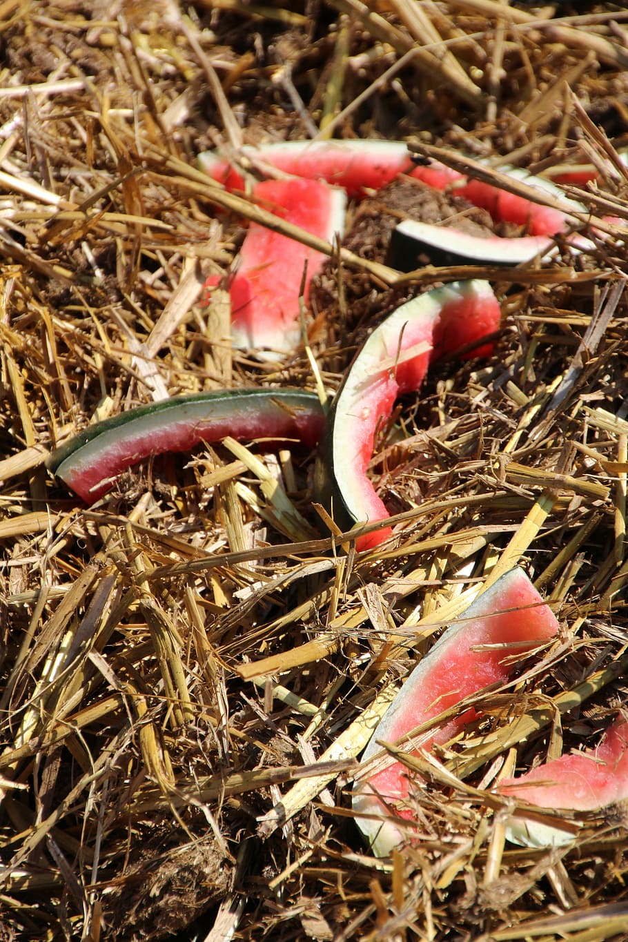 straw, watermelon, red, plant, day, hay, nature, field, close-up HD wallpaper