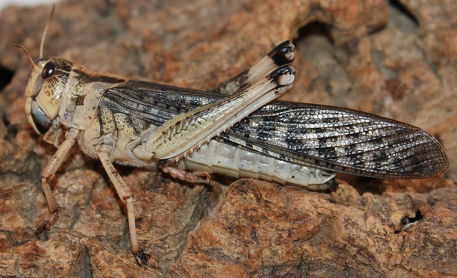 Grasshopper, Insect, Bug, Macro, Bark, nature, wildlife, pest HD wallpaper