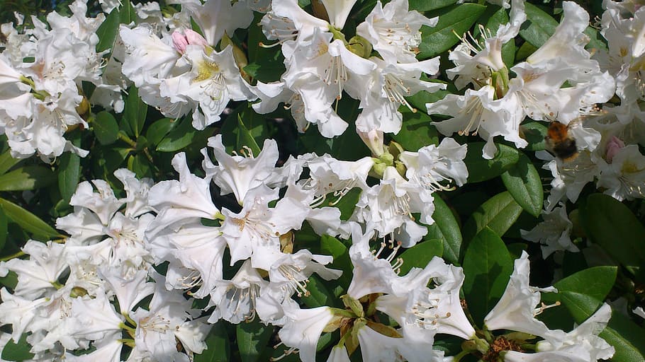 rhododendron, garden, blossom, bloom, nature, flower, plant HD wallpaper