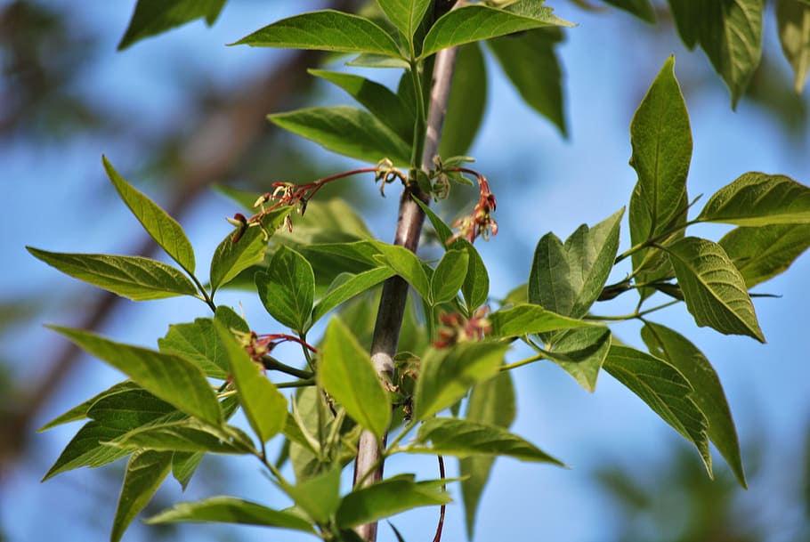 green, foliage, tree, nature, sprig, plant, spring, plant part HD wallpaper
