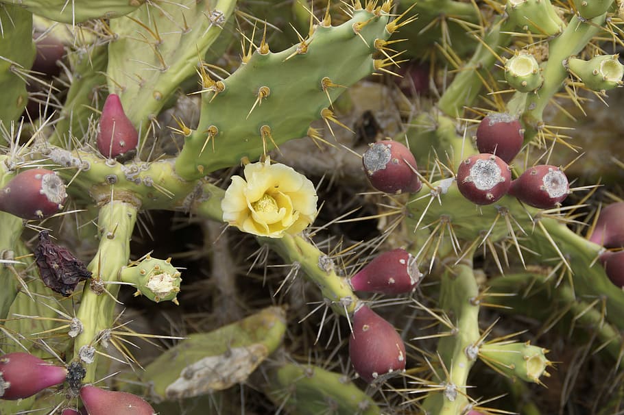 cactus, blossom, bloom, cactus blossom, cactus fruit, prickly pear HD wallpaper