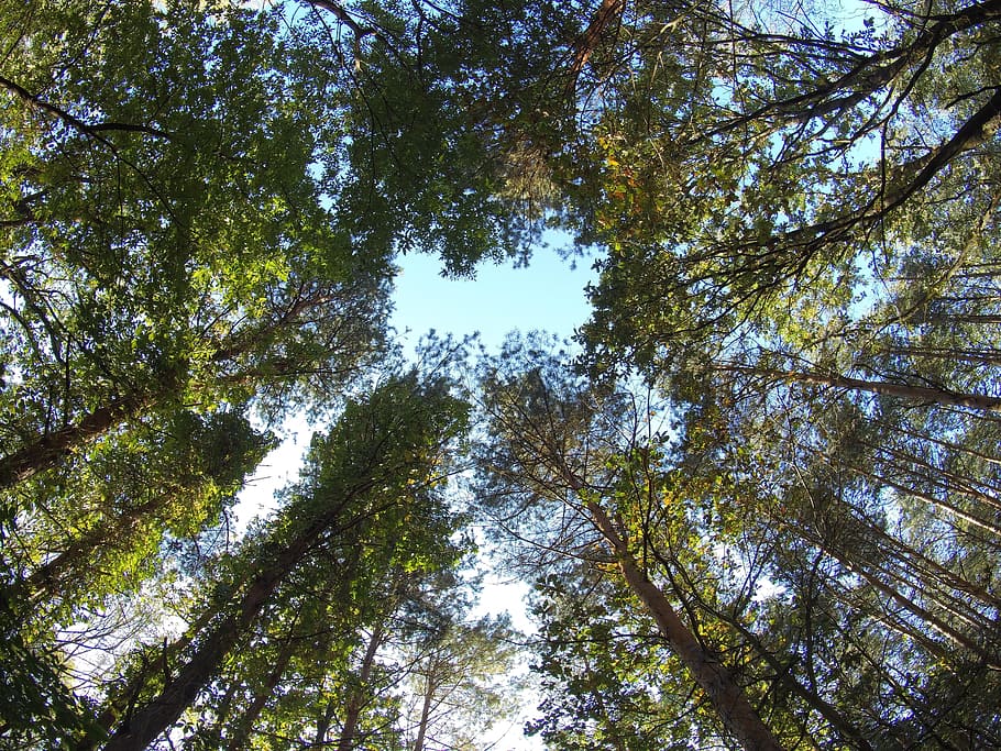forest, tree, nature, sky, plant, low angle view, growth, beauty in nature HD wallpaper