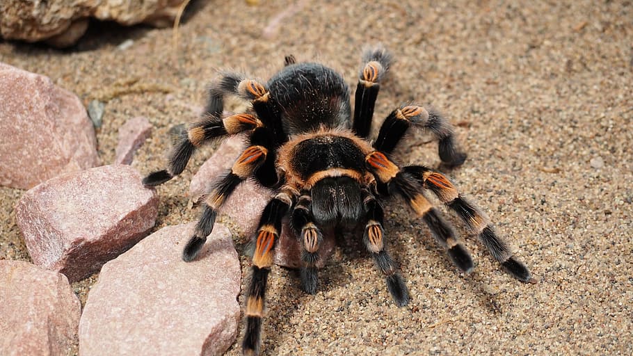 tarantula, spider, animal, hairy, nature, species, dangerous, HD wallpaper
