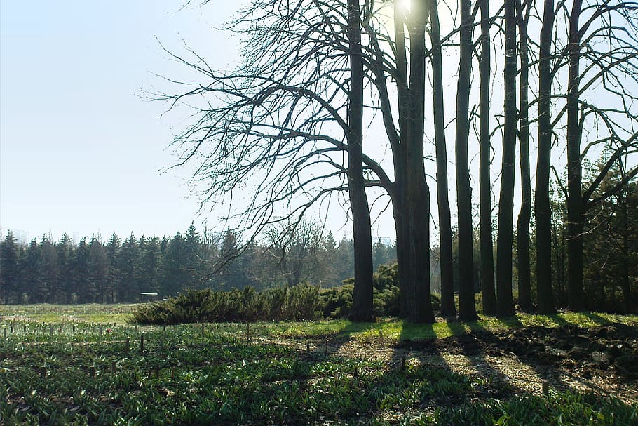 sun, spring, tree, plant, land, tranquility, forest, beauty in nature HD wallpaper