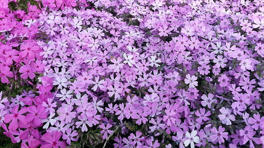 flowers, nature, plants, spring, pink, garden, flowering plant HD wallpaper