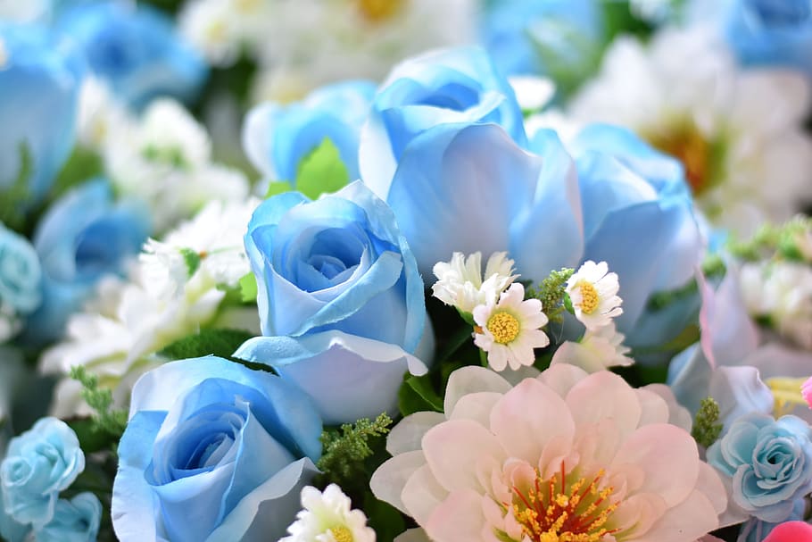 shallow focus photography of blue and white rose, flower, daisy HD wallpaper