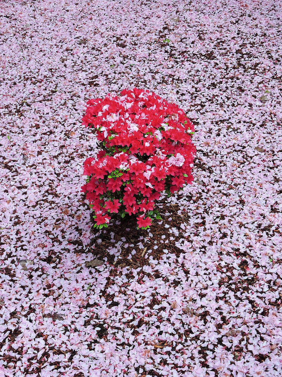 pink, red, azalea, spring, flower, plant, flowering plant, freshness HD wallpaper