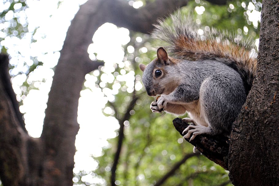 squirrel, nature, rodent, animals, park, happy, trees, natural HD wallpaper