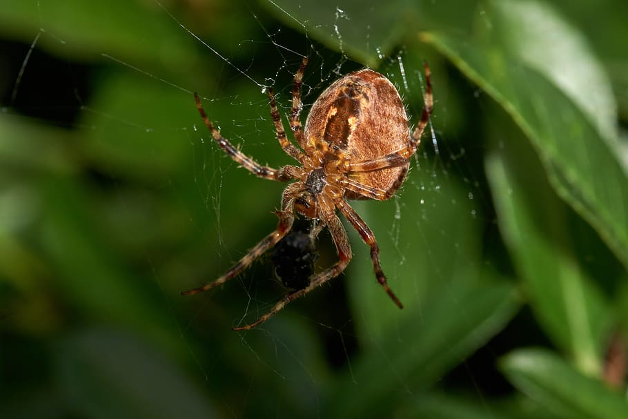 spider, insect, animal, krabbeltier, close, network, arachnid, HD wallpaper
