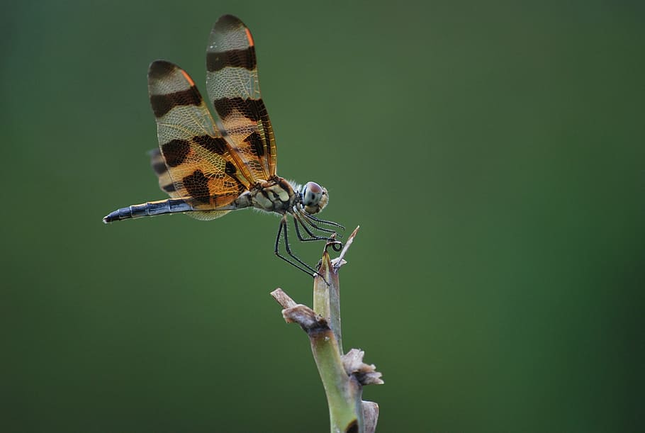 brown and grey dragonfly, insect, nature, bug, design, wing HD wallpaper