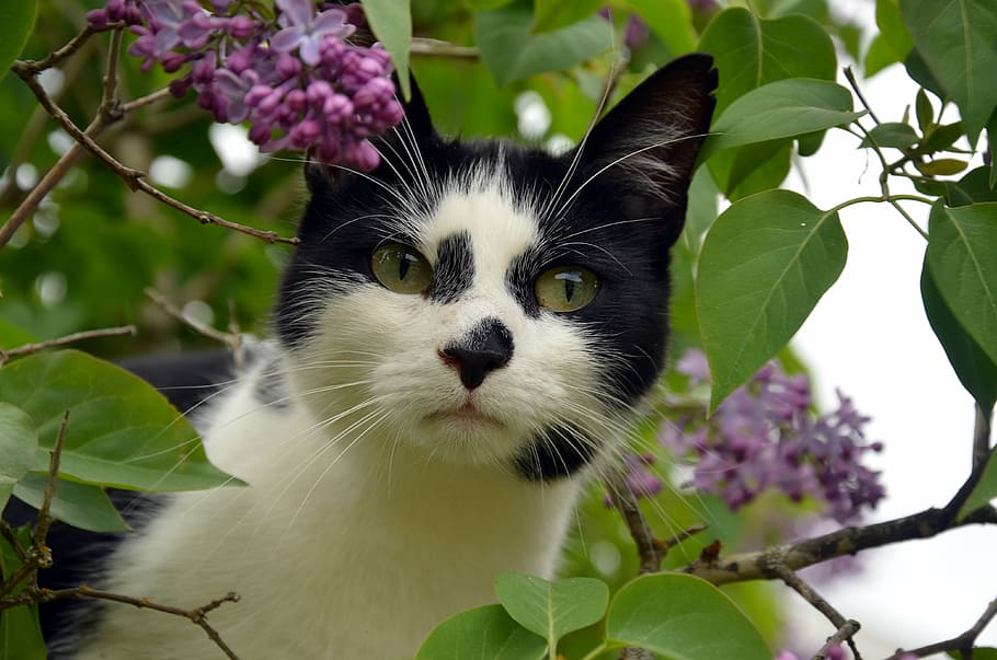tuxedo cat surrounded by leaves, black, cat face, black and white