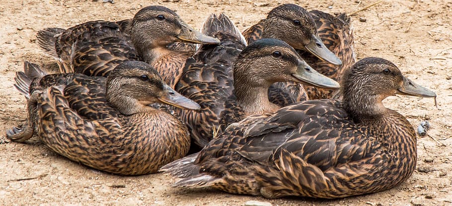 ducks, group, animals, animal themes, animal wildlife, group of animals HD wallpaper