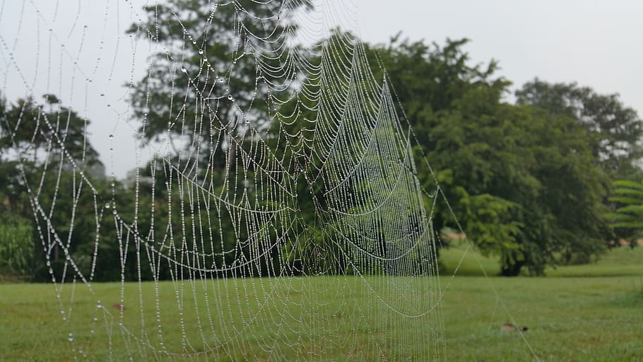 cobweb, waterdrops, spider web, dew, wet, plant, focus on foreground HD wallpaper