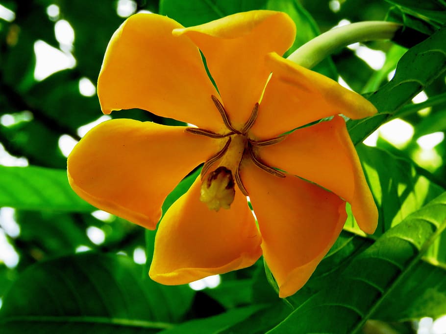 orange magnolia flower closeup photography, yellow, fresh, plant HD wallpaper