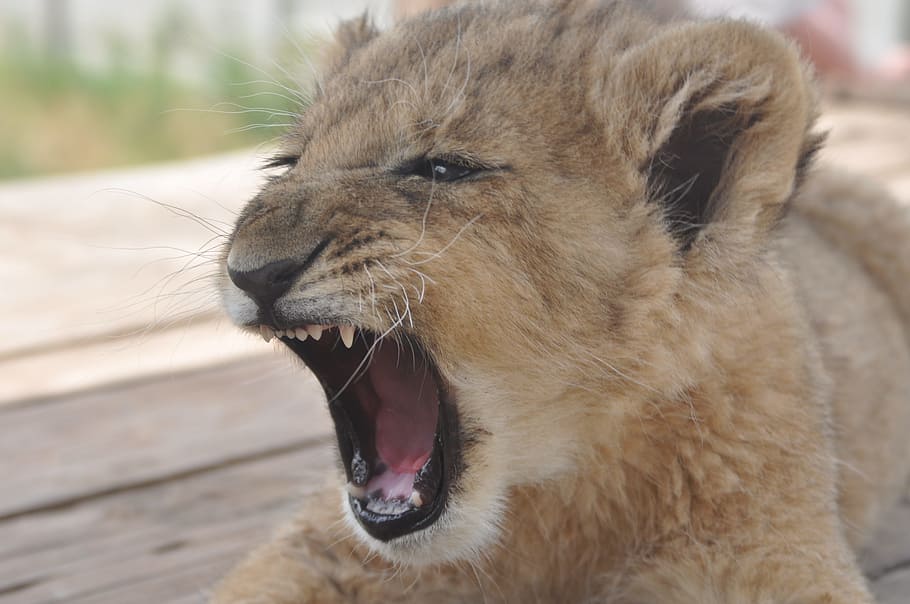 bron leon, Animals, Cub, Cute, Wild, Wildlife, baby, nature HD wallpaper