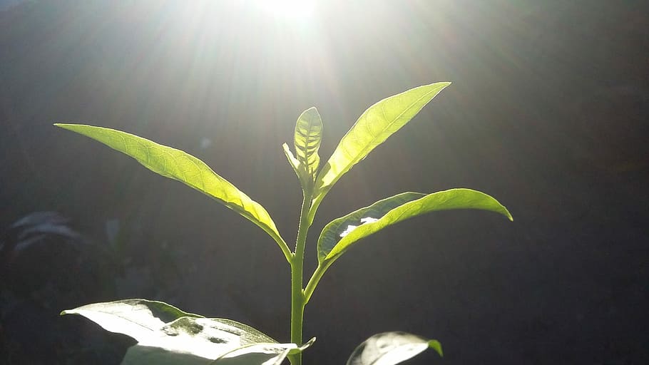 Outbreak, Plant, Spring, Sun, Green, nature, leaves, light HD wallpaper