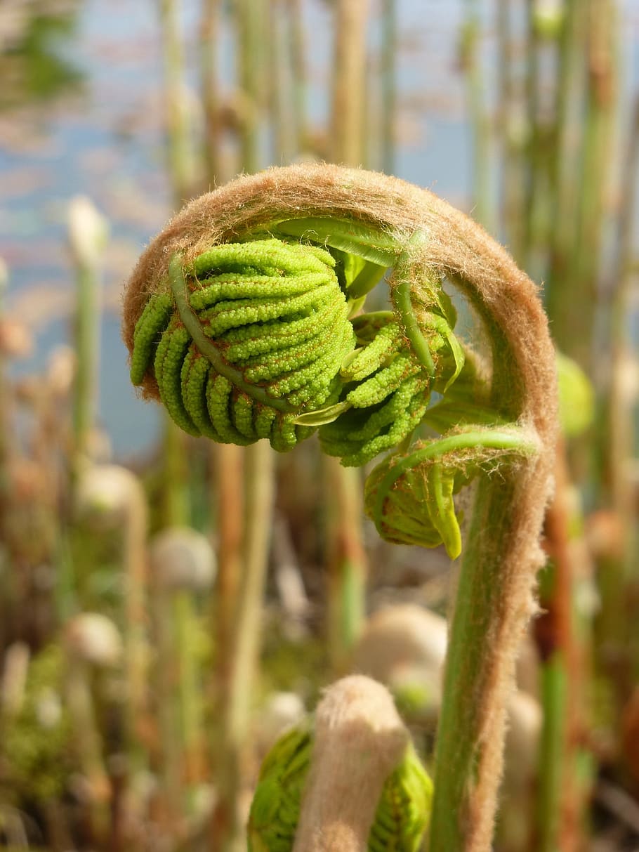 Fern, Spring, Growth, Plant, Leaf, nature, green, natural, botanical HD wallpaper