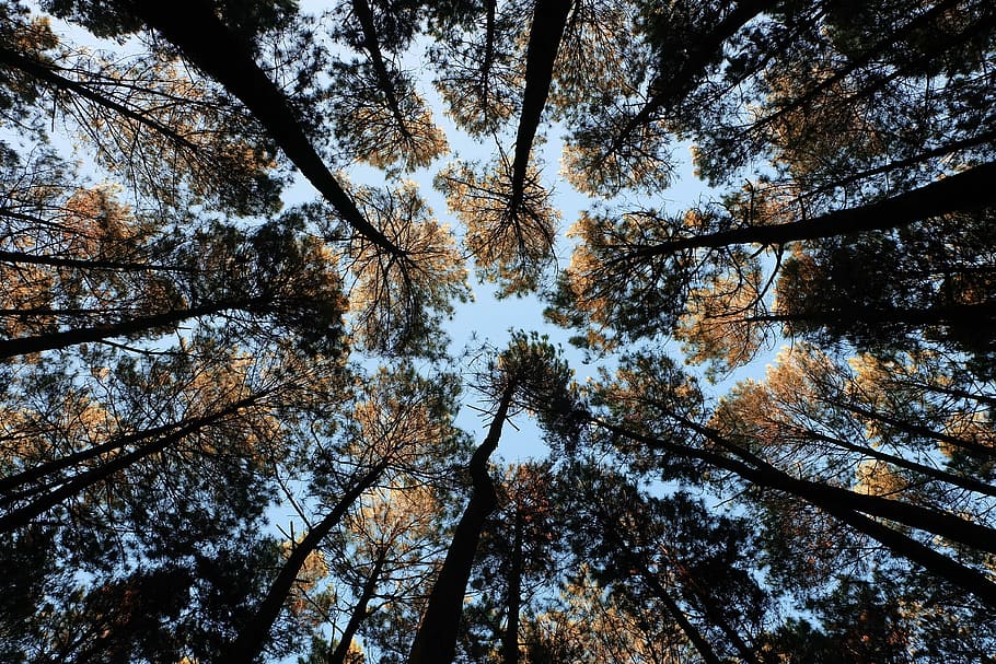 worm's-eye view photo of tall trees, high angle photography of trees during day time, HD wallpaper