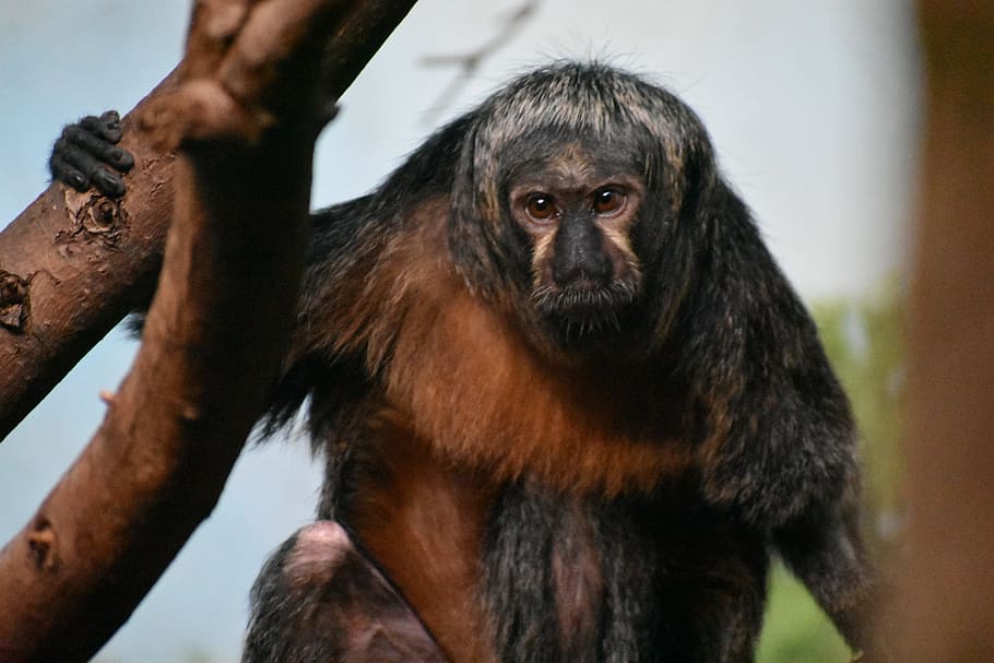 monkey, zoo, brown, primate, mammal, ape, one animal, animal wildlife HD wallpaper