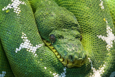 closeup photo of green and white snake, python, animal, scale HD wallpaper