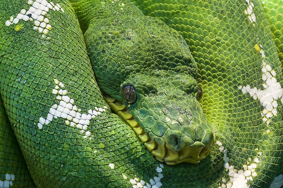 closeup photo of green and white snake, python, animal, scale, HD wallpaper