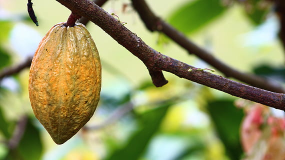 oval orange fruit, cocoa, cultivation, harvest, colombia, fruits and vegetables HD wallpaper