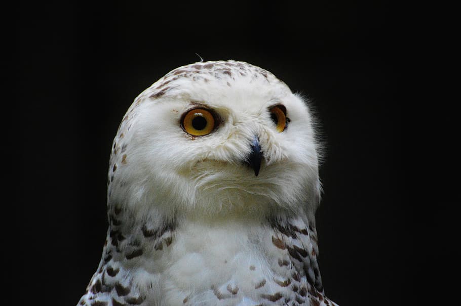 shallow focus of owl, Snowy Owl, Bubo Scandiacus, Bird, Feather, HD wallpaper