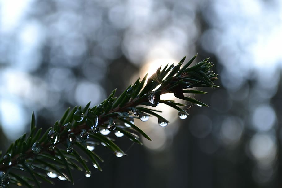 Branch, Drops, Tree, Needles, Sun, green, christmas, close-up HD wallpaper