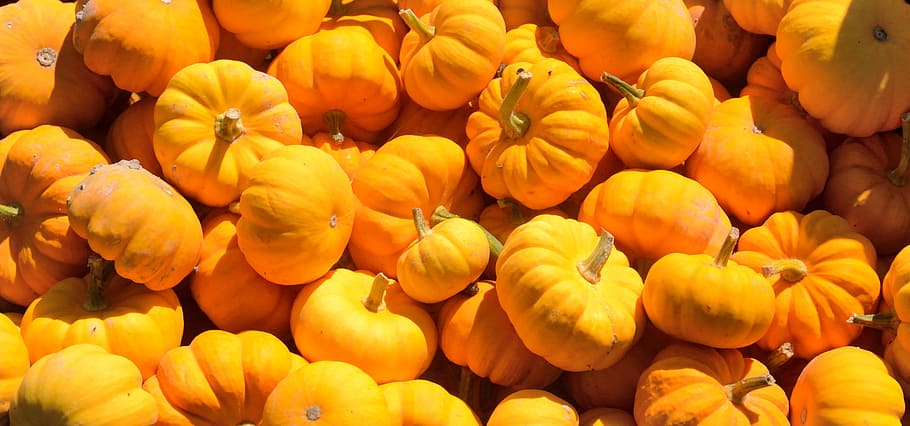 orange pumpkins closeup photo, squash, autumn, farm, produce HD wallpaper