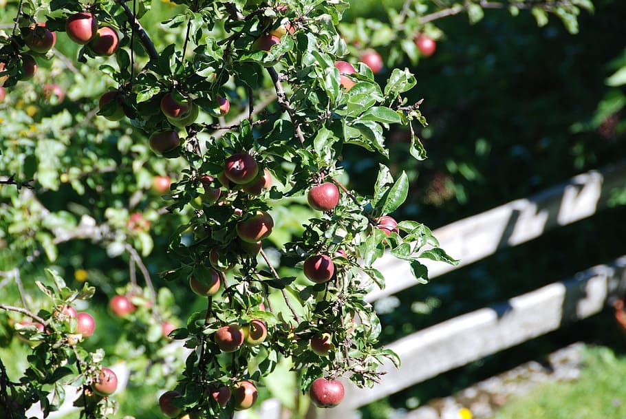 apple, apple tree, meadow, healthy, red apple, leaves, fruit HD wallpaper