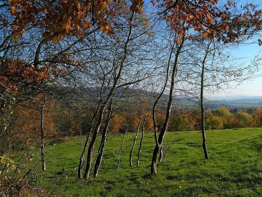 birch, autumn, forest, tree, plant, tranquility, land, beauty in nature HD wallpaper